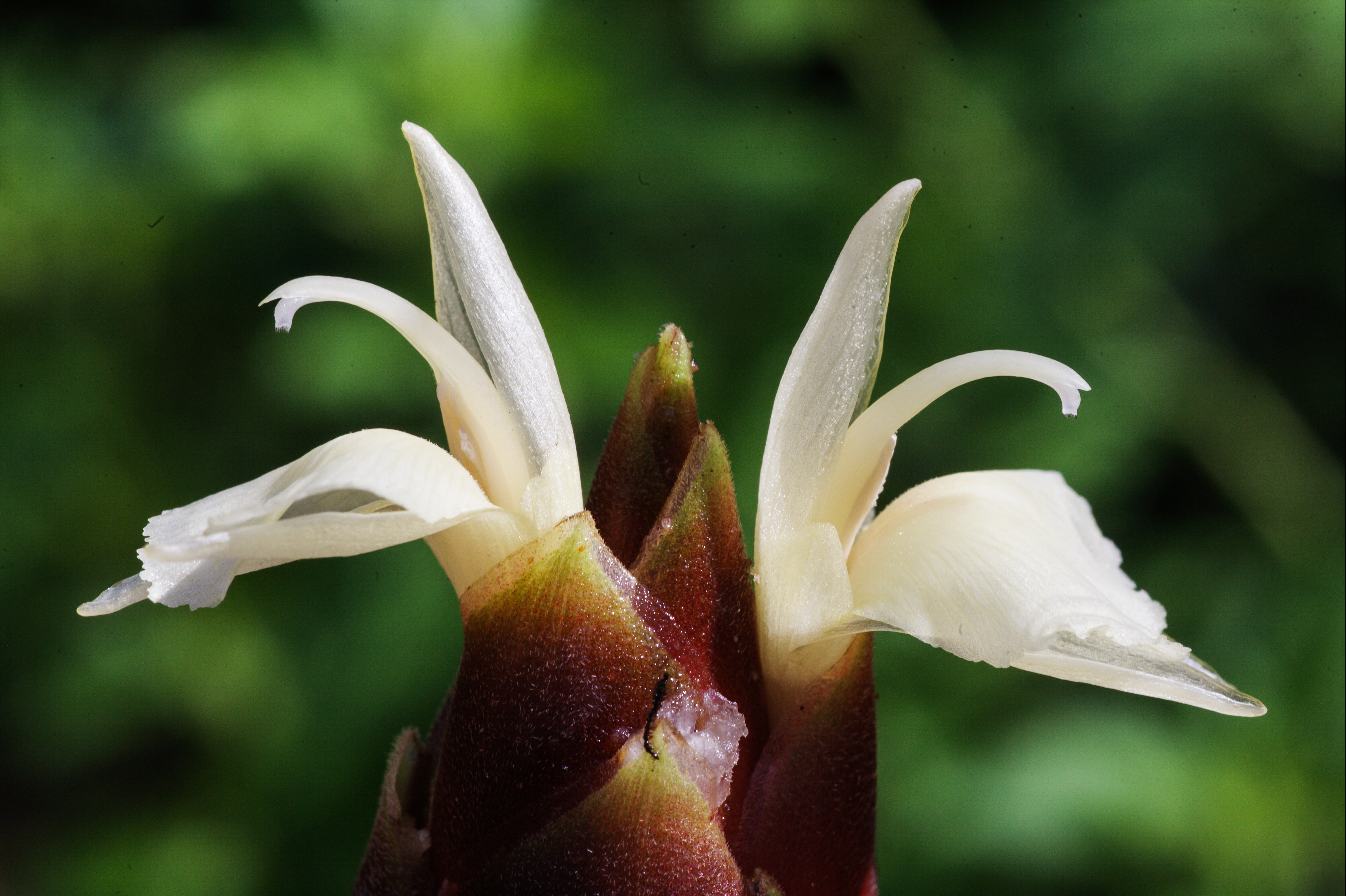 ไพล Zingiber montanum (J.Koening) Link ex A.Dietr.<br/>Zingiberaceae